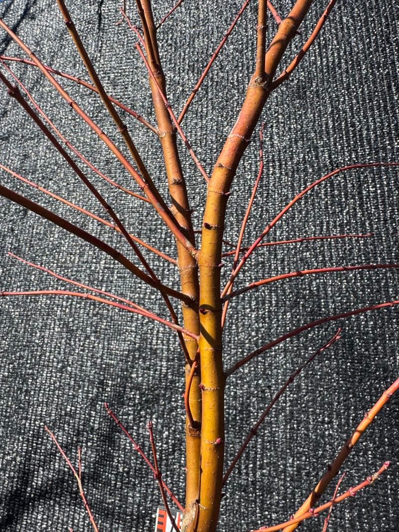 カツラモミジ　大株　【品番3520】