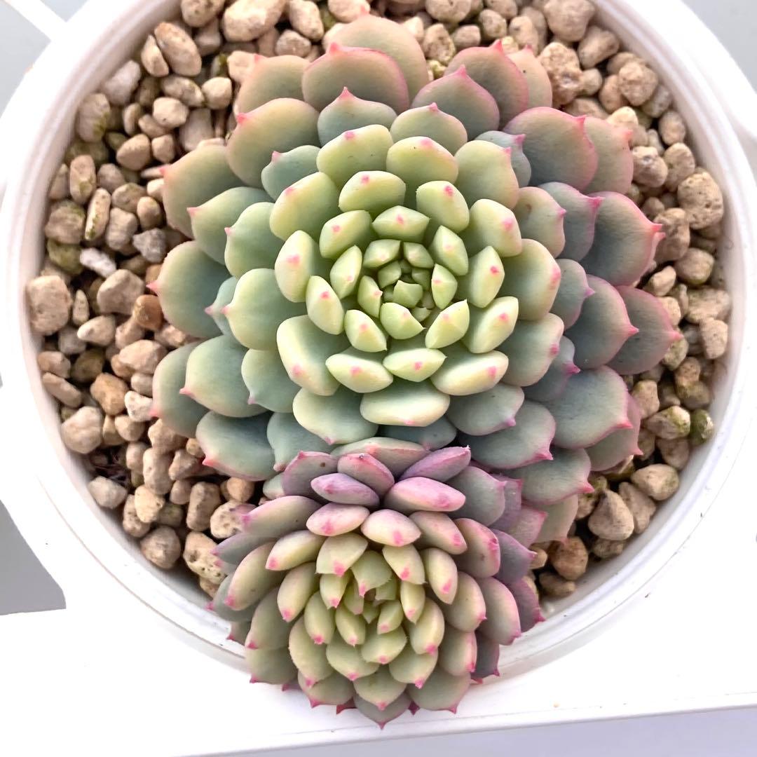 花*ん様 【鉢付き】ミックスベリア ちょこん8苗セット売りまとめ売りおらいさん自