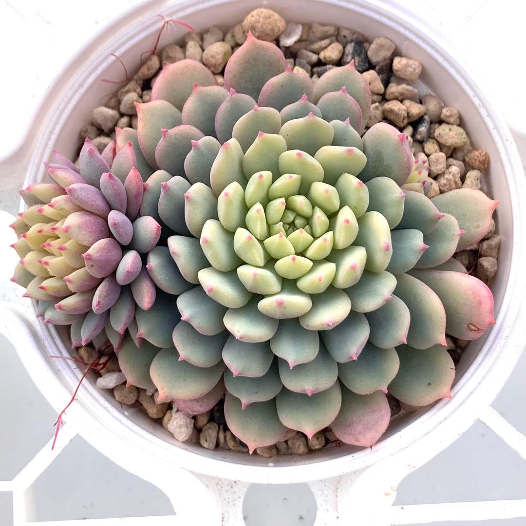 花*ん様 【鉢付き】ミックスベリア ちょこん8苗セット売りまとめ売りおらいさん自