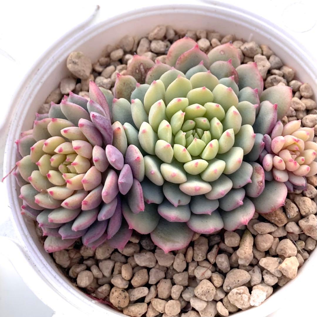 花*ん様 【鉢付き】ミックスベリア ちょこん8苗セット売りまとめ売りおらいさん自