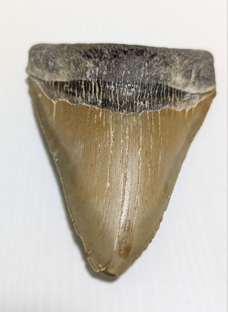 メガロドン化石 重さ256.5g 長辺約127mm(約5インチ) 横辺約93mm