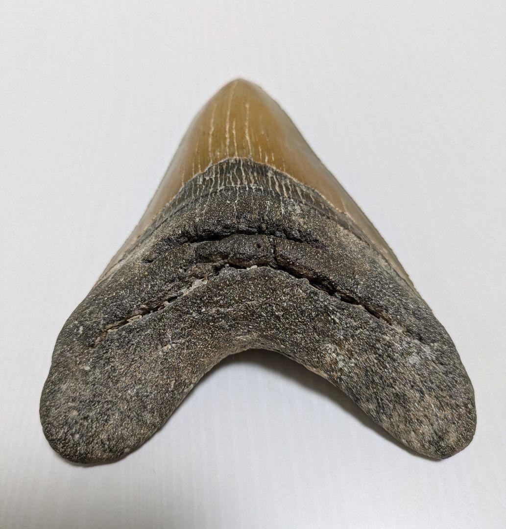 メガロドン化石 重さ256.5g 長辺約127mm(約5インチ) 横辺約93mm