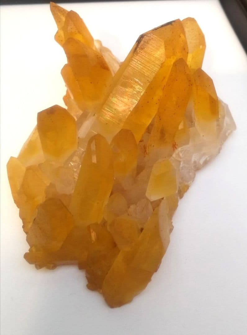 希少 クラスター ゴールデンヒーラー　上質！