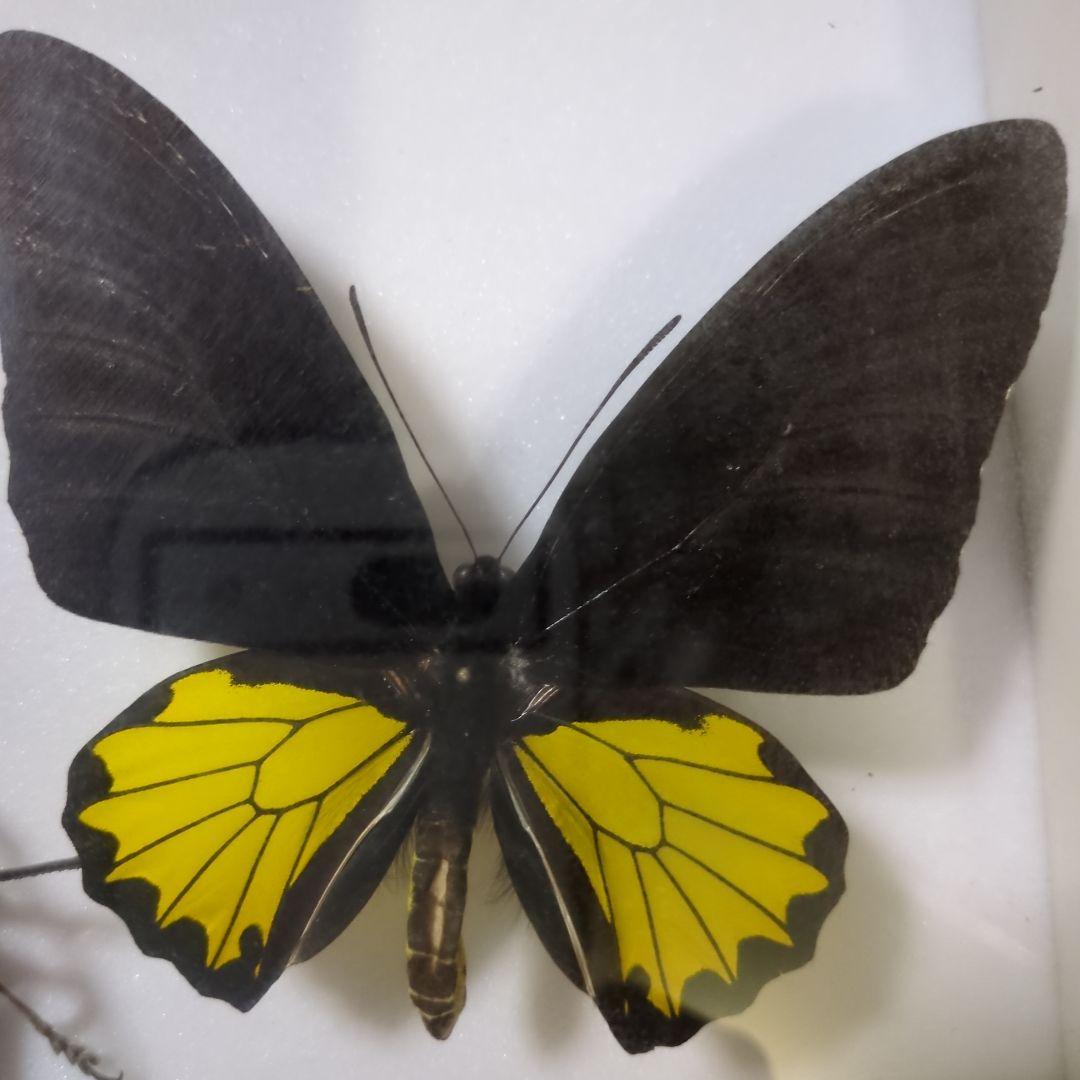 お値下げ！昆虫標本