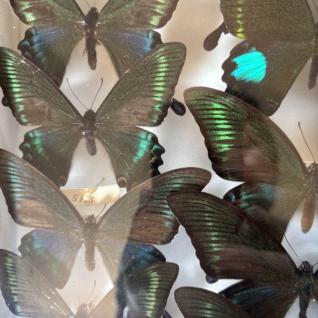 蝶の標本 フレーム付き