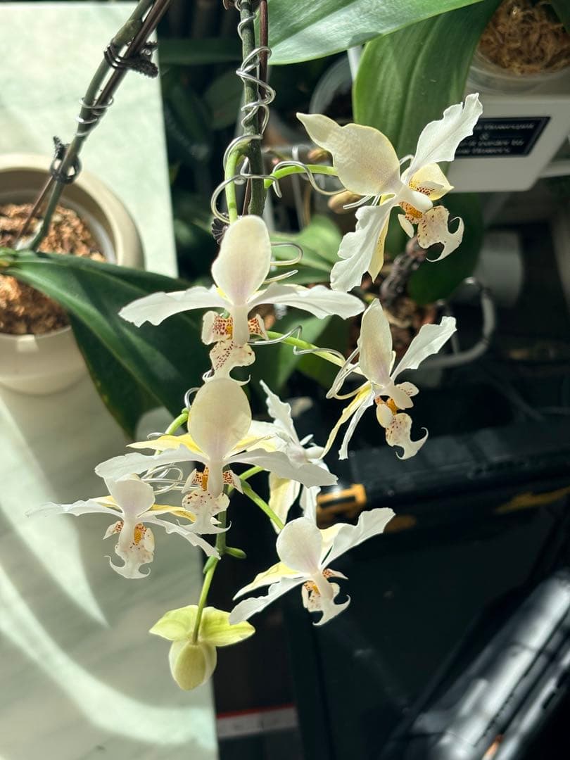 超レア★【強香大株】希少交配種★シレリアナｘスチュアートアナ 洋ラン　洋蘭