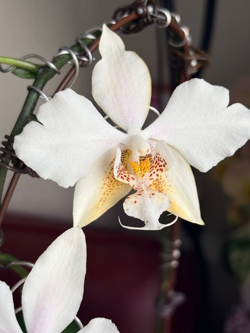 超レア★【強香大株】希少交配種★シレリアナｘスチュアートアナ 洋ラン　洋蘭