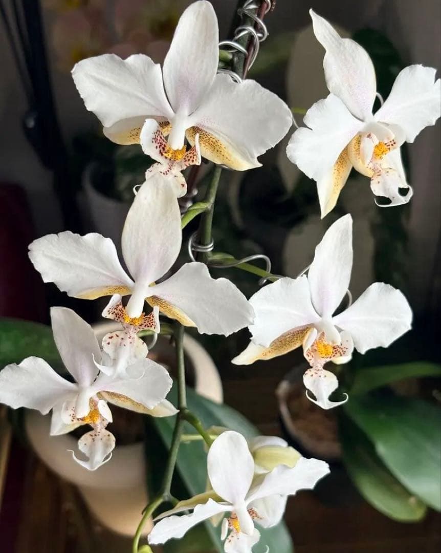 超レア★【強香大株】希少交配種★シレリアナｘスチュアートアナ 洋ラン　洋蘭