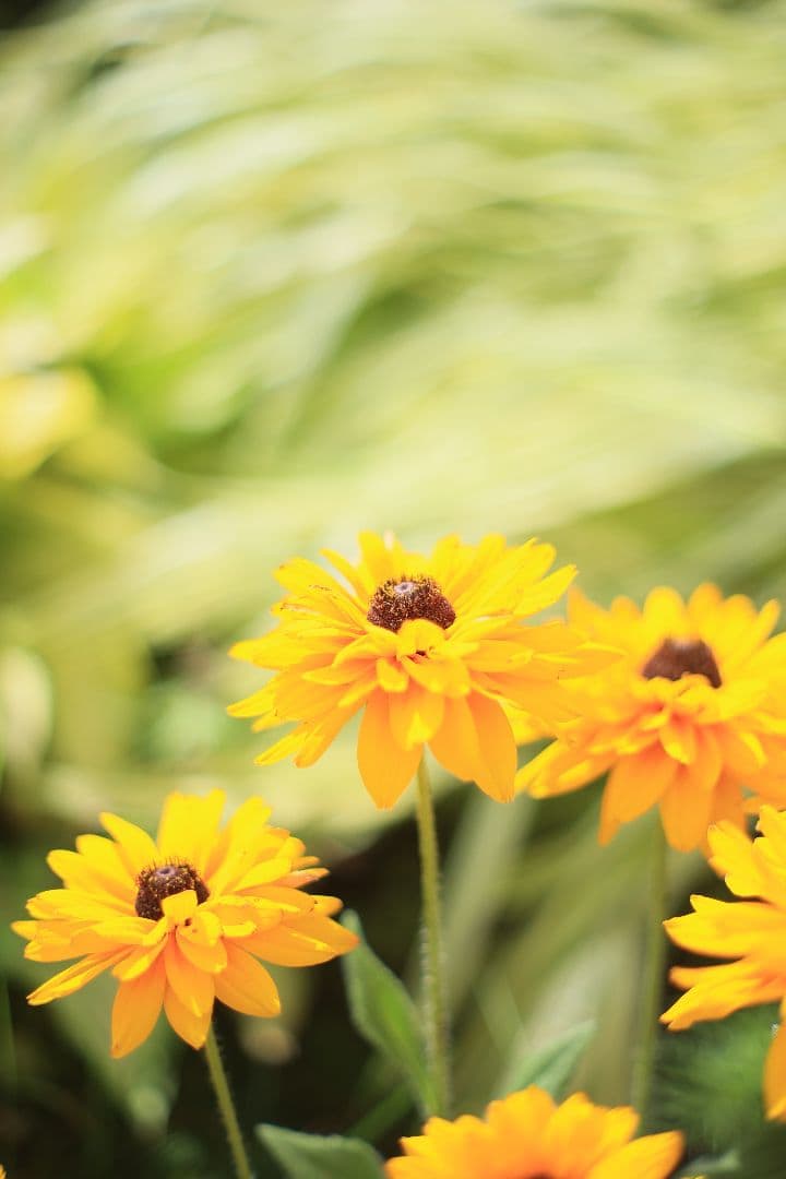 YASHICA AUTO YASHINON-DX 50mm F1.7 光学美品