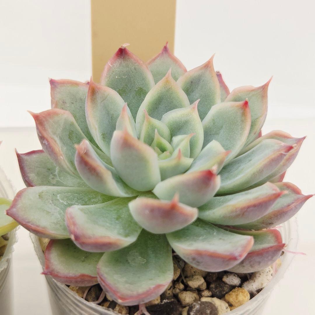 ⑥大きめ ももホイップ❣️中里リンゼアナ交配❣️発根済6苗メルカリ便込