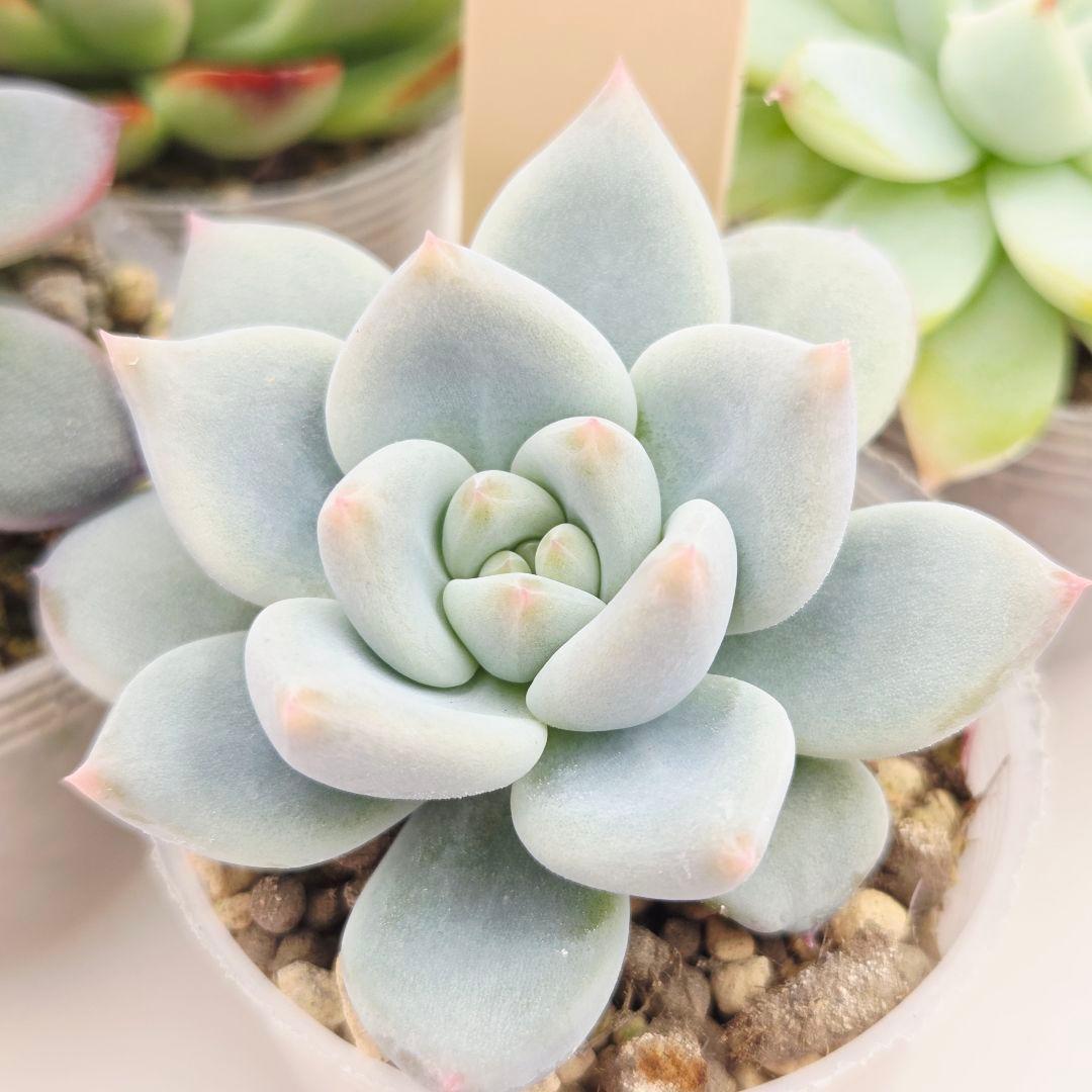 ⑥大きめ ももホイップ❣️中里リンゼアナ交配❣️発根済6苗メルカリ便込