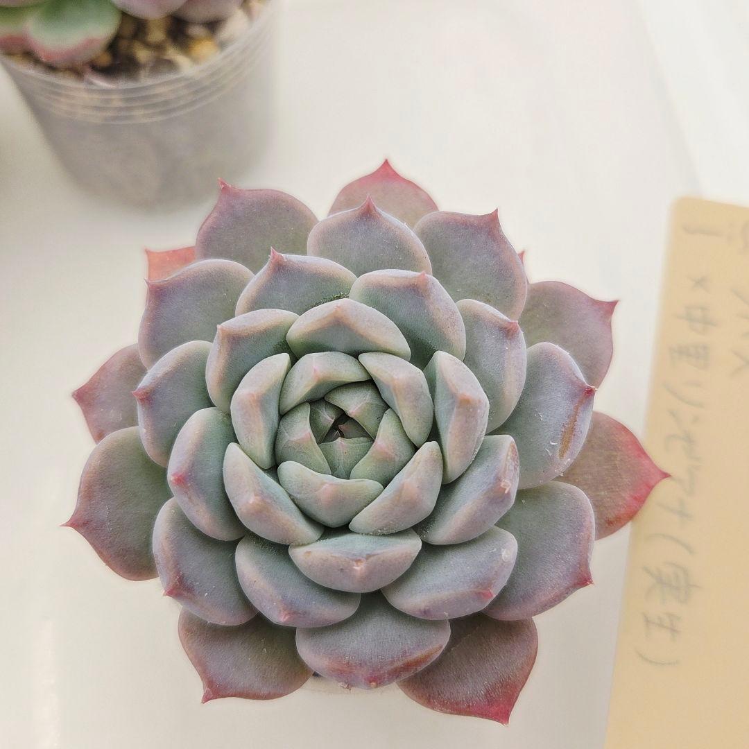 ⑥大きめ ももホイップ❣️中里リンゼアナ交配❣️発根済6苗メルカリ便込