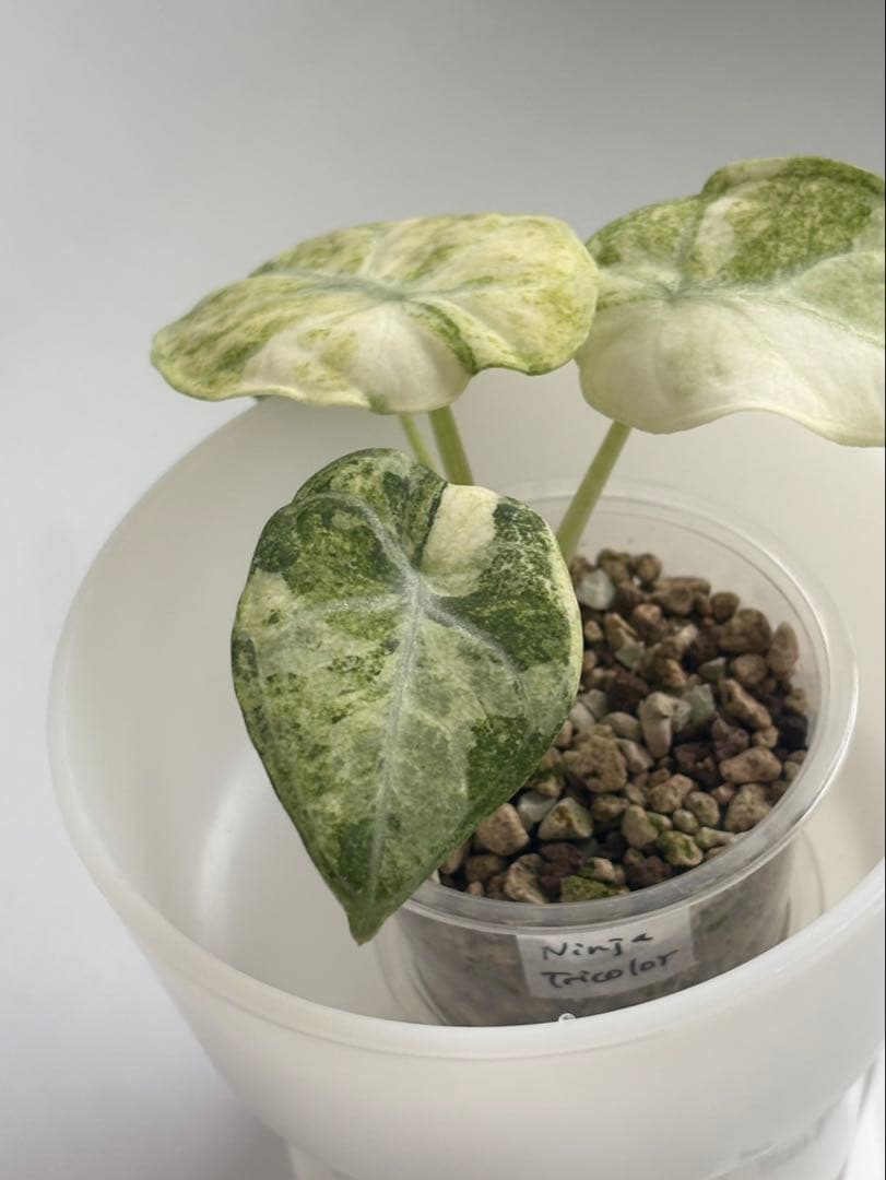 その他観葉植物 Alocasia Ninja Tricolor Variegata