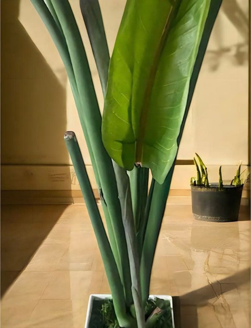 光触媒　人工観葉植物　オーガスタ　フェイクグリーン　ストレッチア極楽鳥j