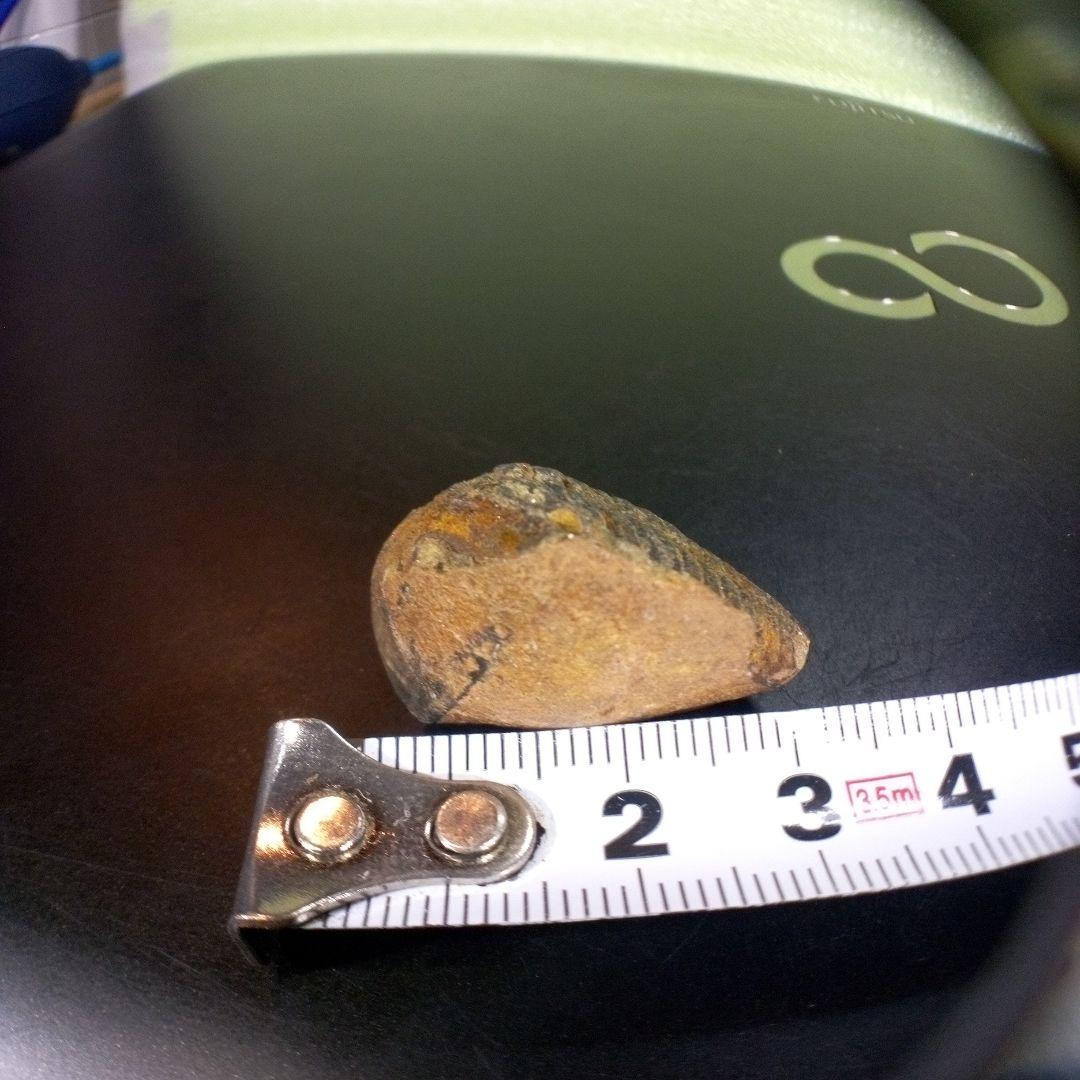 三葉虫　化石　fossil　ボリビア産　trilobite　南アメリカ化石郡④