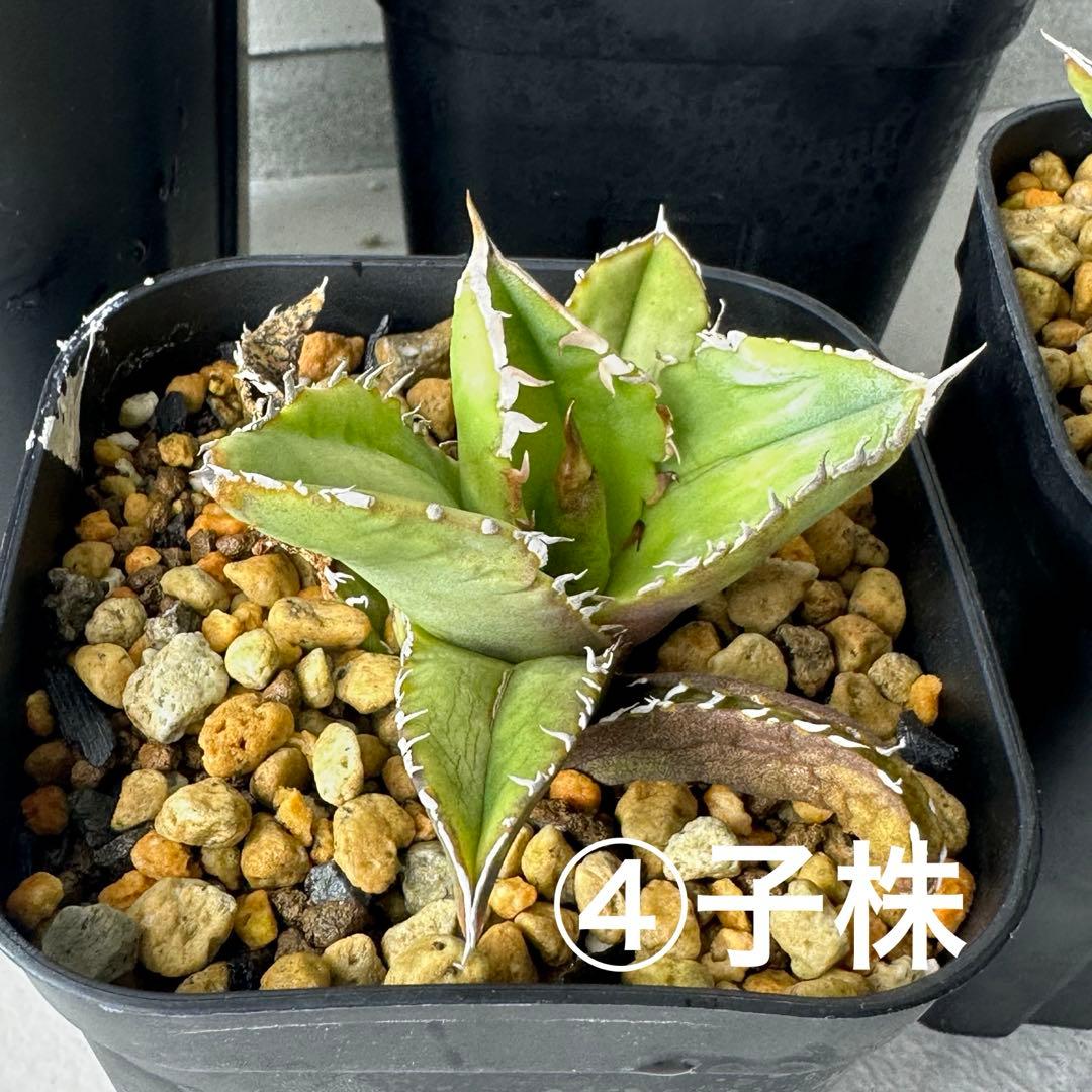 チタノタ イタリア産 STUDS TYPE セット ※バラ売り可能 検）麻花龍