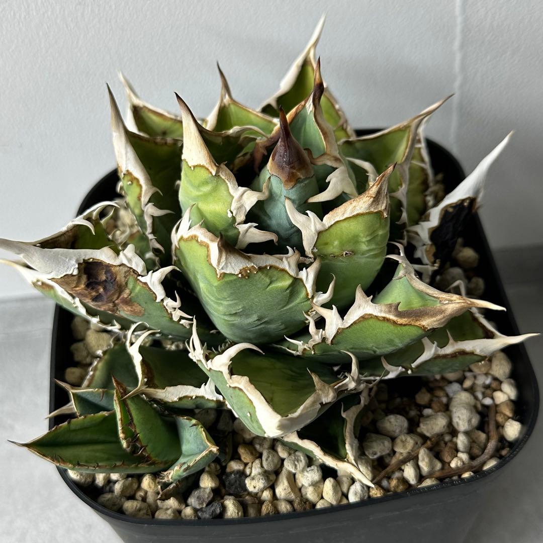 チタノタ イタリア産 STUDS TYPE セット ※バラ売り可能 検）麻花龍