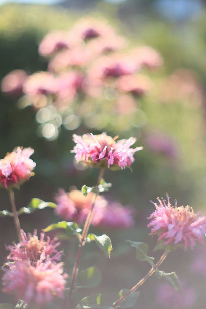 《希少》YASHICA LENS ML 50mm F1.4 後期型 【良品】