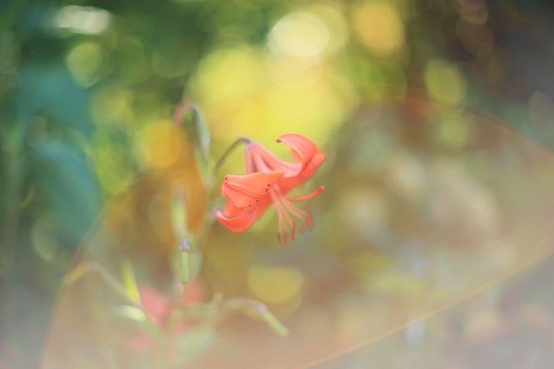 《希少》YASHICA LENS ML 50mm F1.4 後期型 【良品】