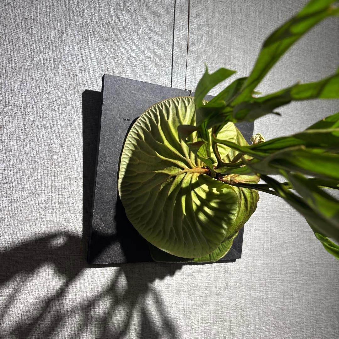 十*夜様 ビカクシダ　リドレイ　ワイルド　現地株　コウモリラン