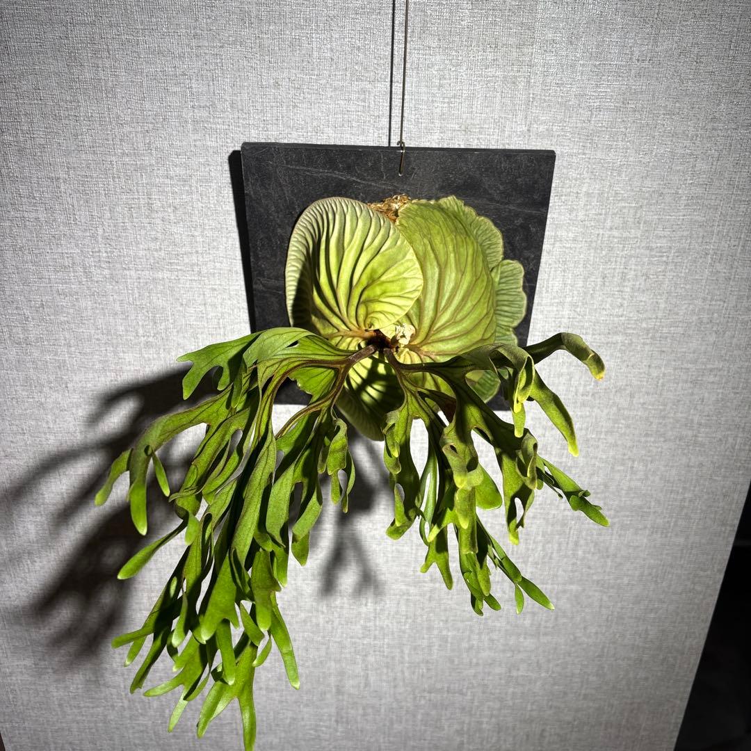 十*夜様 ビカクシダ　リドレイ　ワイルド　現地株　コウモリラン