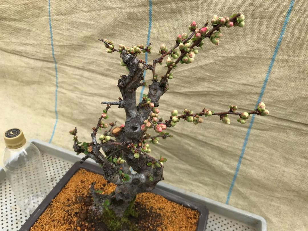 木瓜(ボケ)・放春花　安田錦　角鉢(咲分け保証品)②