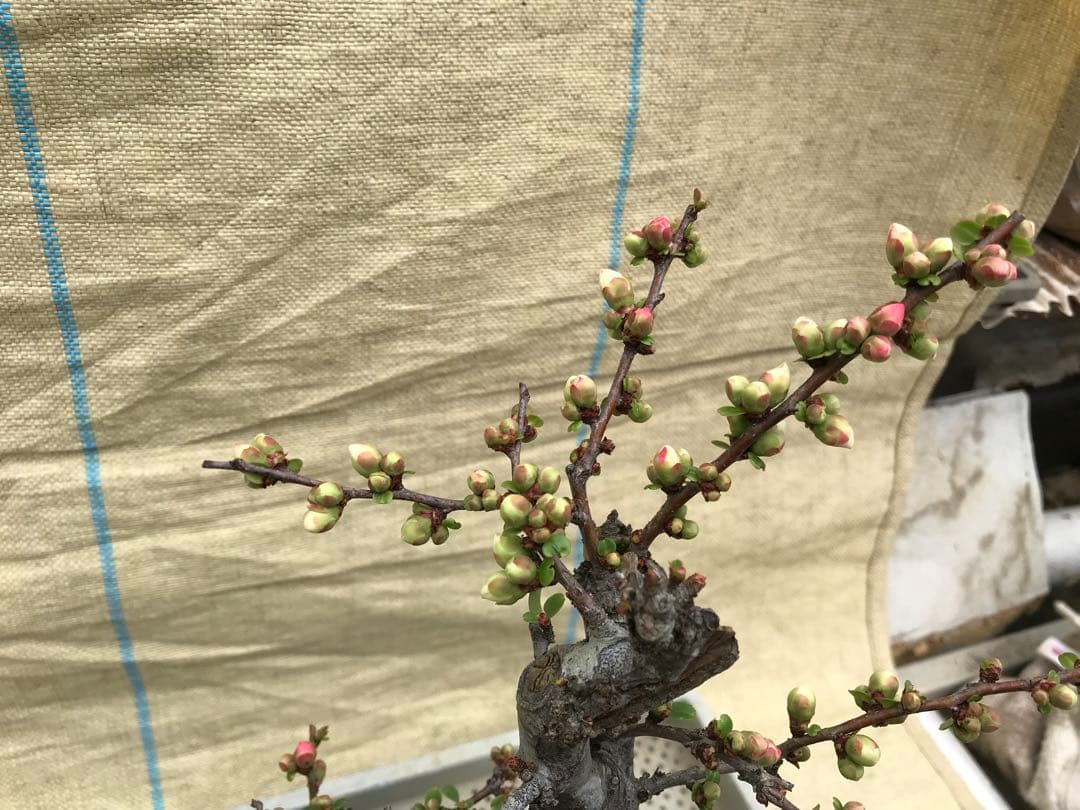 木瓜(ボケ)・放春花　安田錦　角鉢(咲分け保証品)②