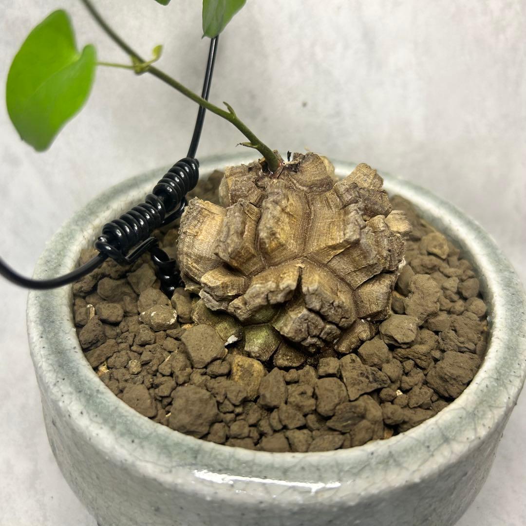亀甲竜 (鉢入り) 6cm越え バキボコ割れ ディオスコレア　塊根植物