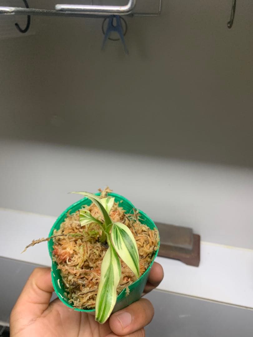 3X MUSA Nono / ムサノノ　バナナ