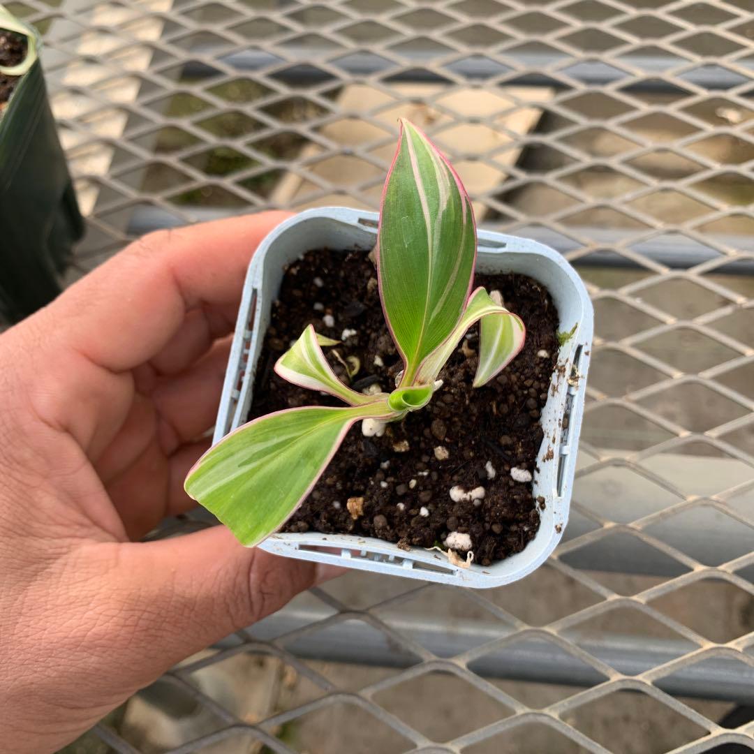 3X MUSA Nono / ムサノノ　バナナ