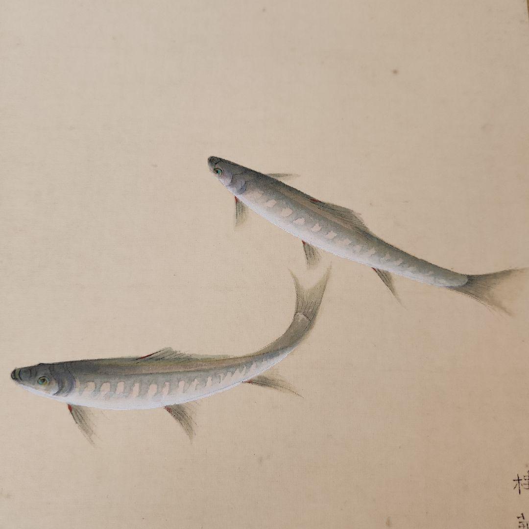 日本画家金島桂華の山女の双魚