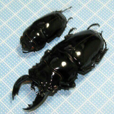 カメルーン産 カールウエルマニー（ タランドス ） レギウス ペア