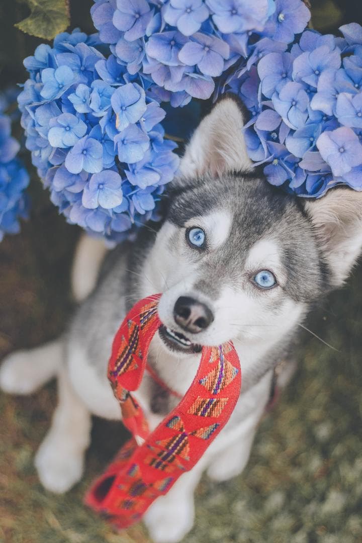 Etna Red スペイン製 高級犬用リード（小型犬　中型犬）