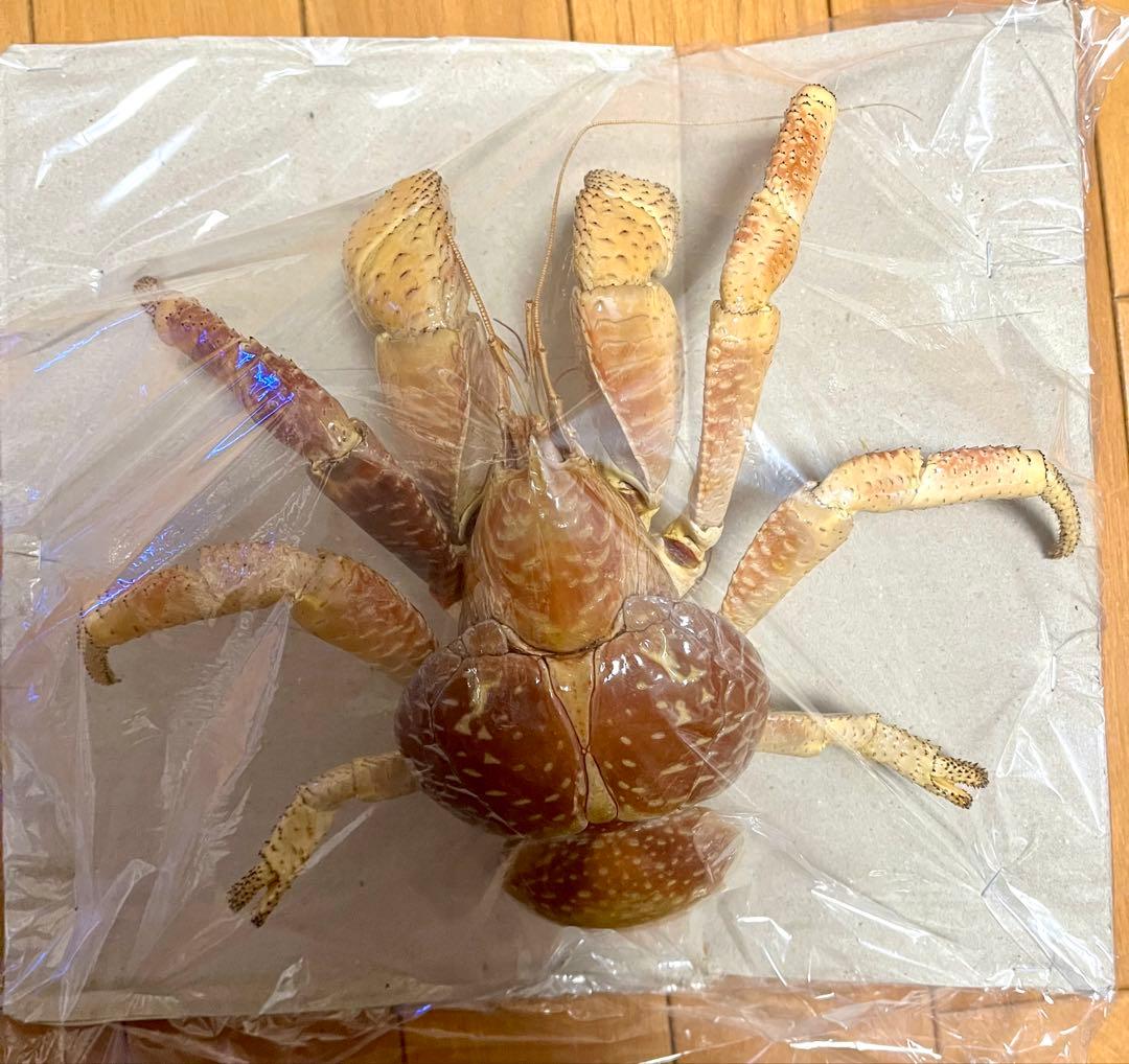 【現地土産品】ヤシガニ 剥製 標本 巨大