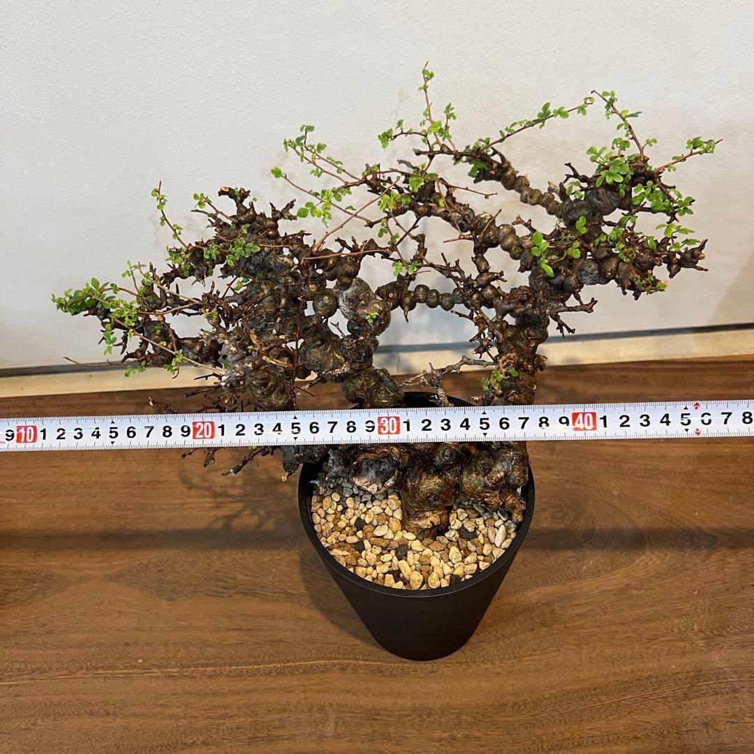 【希少株】コミフォラ エイル 現地球 発根済 塊根植物 サボテン コーデックス