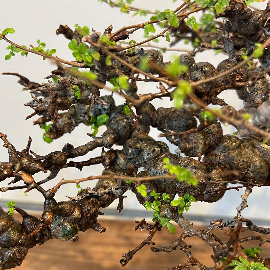 【希少株】コミフォラ エイル 現地球 発根済 塊根植物 サボテン コーデックス