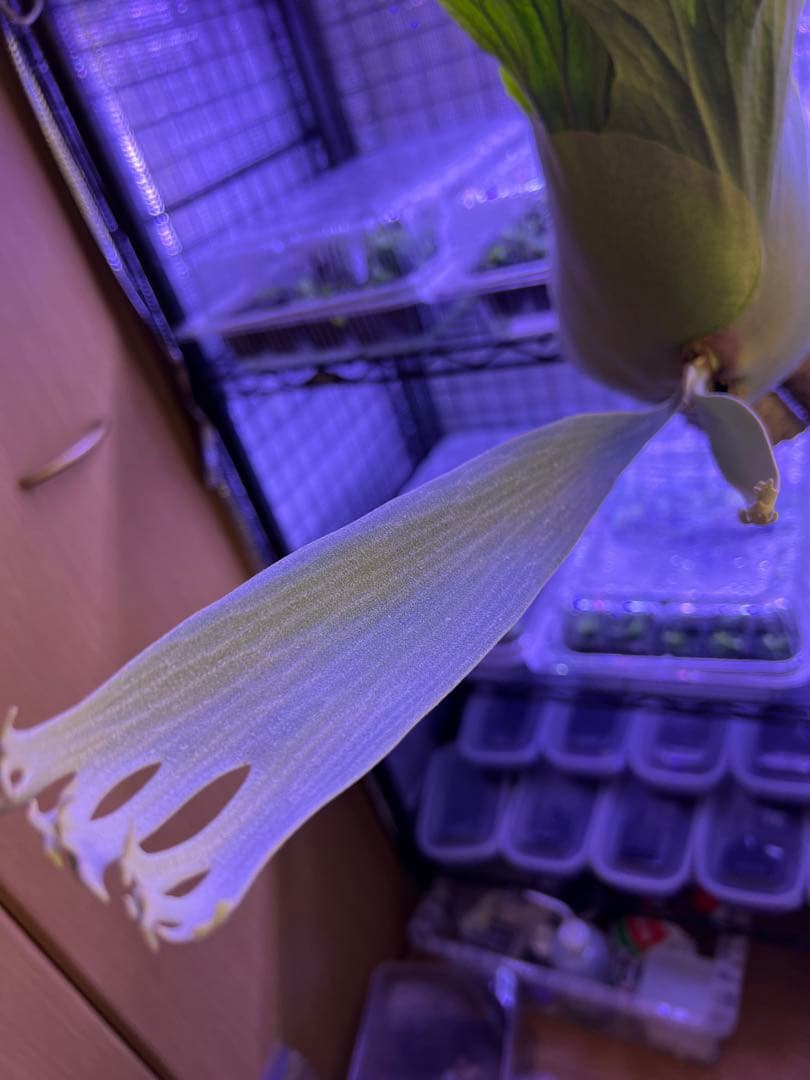 ビカクシダ Banna#A 大株 コルク付け