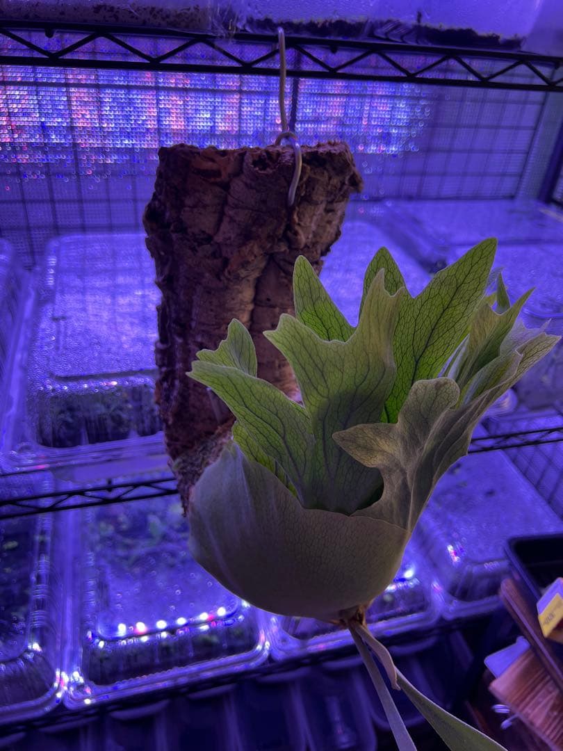 ビカクシダ Banna#A 大株 コルク付け