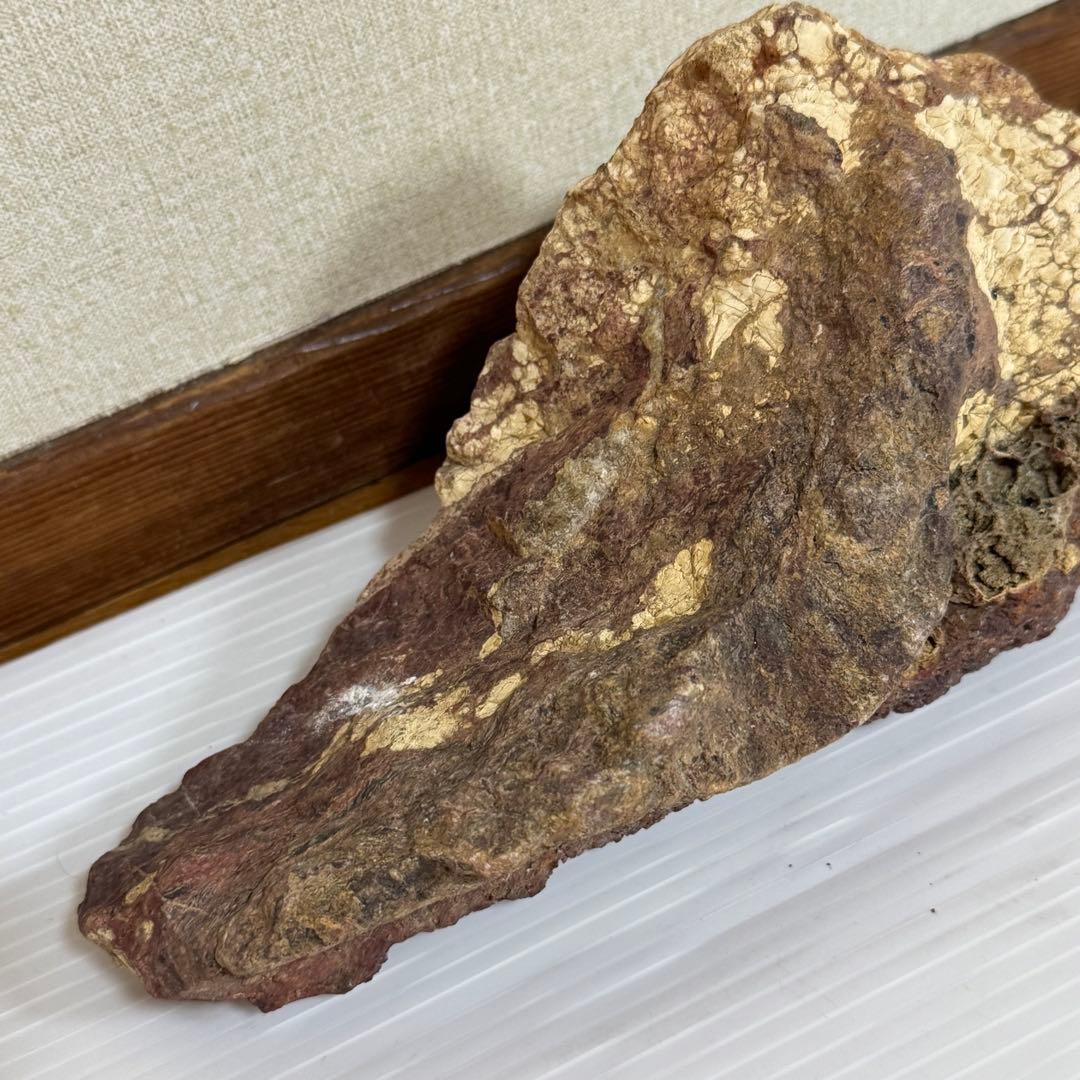 鑑賞石　化石入り？