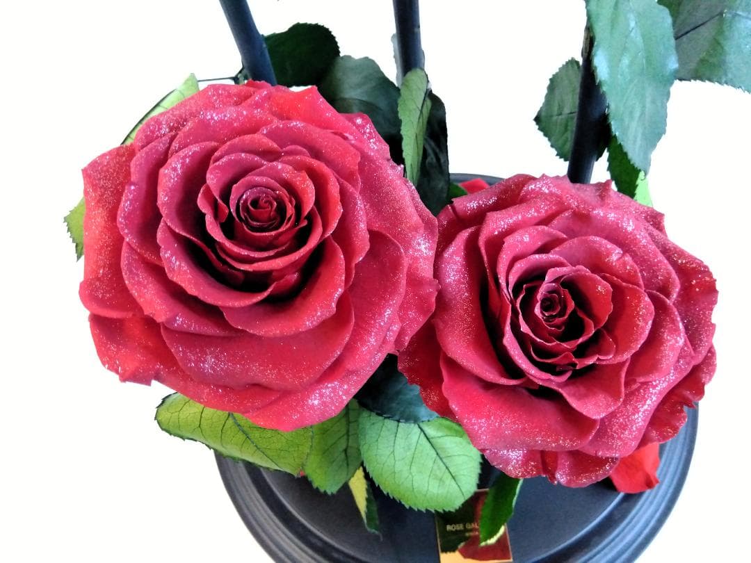 ROSE GALLERY 銀座 プリザーブドローズ(5本立ち) ドームケース付き