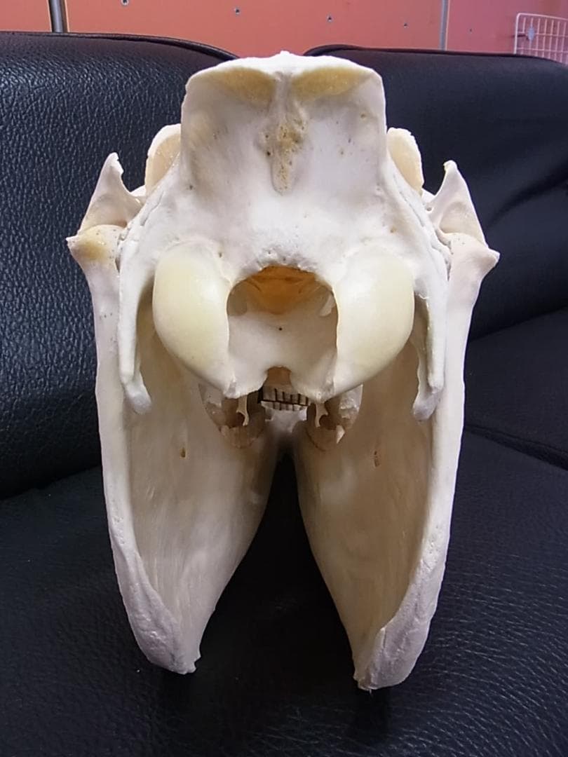 高品質！特大サイズ　イングリッシュ・サラブレッド　頭骨