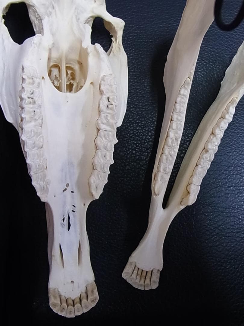 高品質！特大サイズ　イングリッシュ・サラブレッド　頭骨