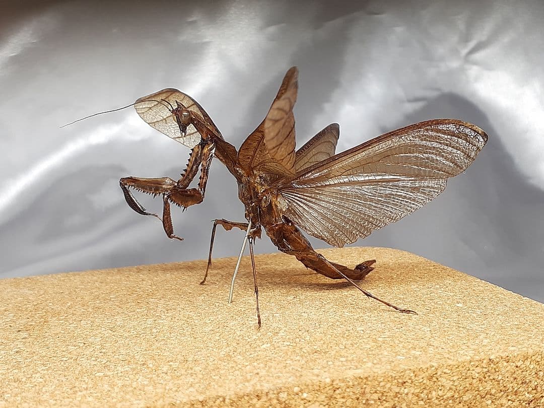 マオウカレハカマキリ雄　立体標本　魔王枯葉