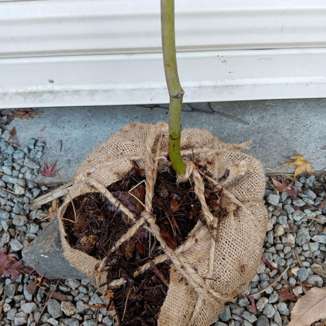 コハウチワカエデ　山採り