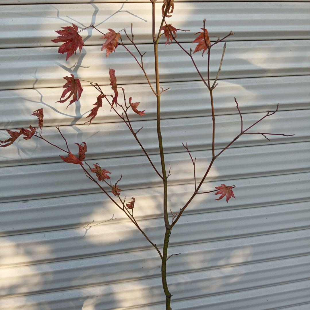 コハウチワカエデ　山採り