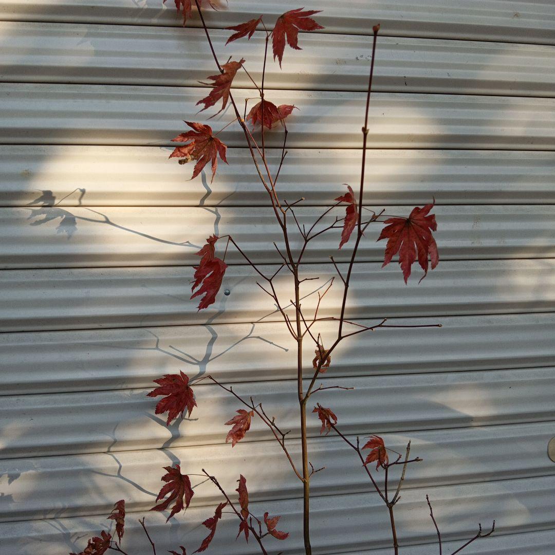 コハウチワカエデ　山採り