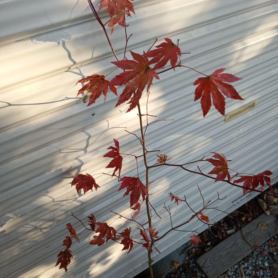 コハウチワカエデ　山採り