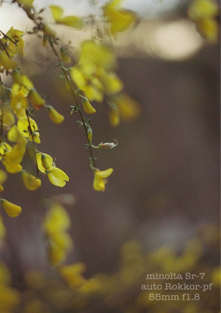 ★作例必見！完動品＊美品＊初期保証★minolta sr-7&緑のロッコール