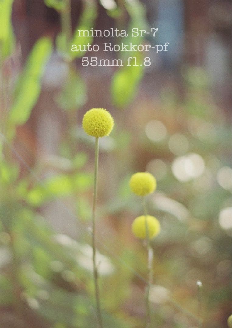 ★作例必見！完動品＊美品＊初期保証★minolta sr-7&緑のロッコール