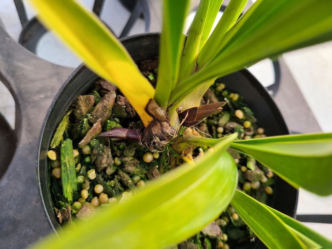 ミスマフェット。花芽2個5鉢セット。蜜蜂誘引蘭。日本蜜蜂